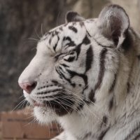 imagen tigre imagen tigre